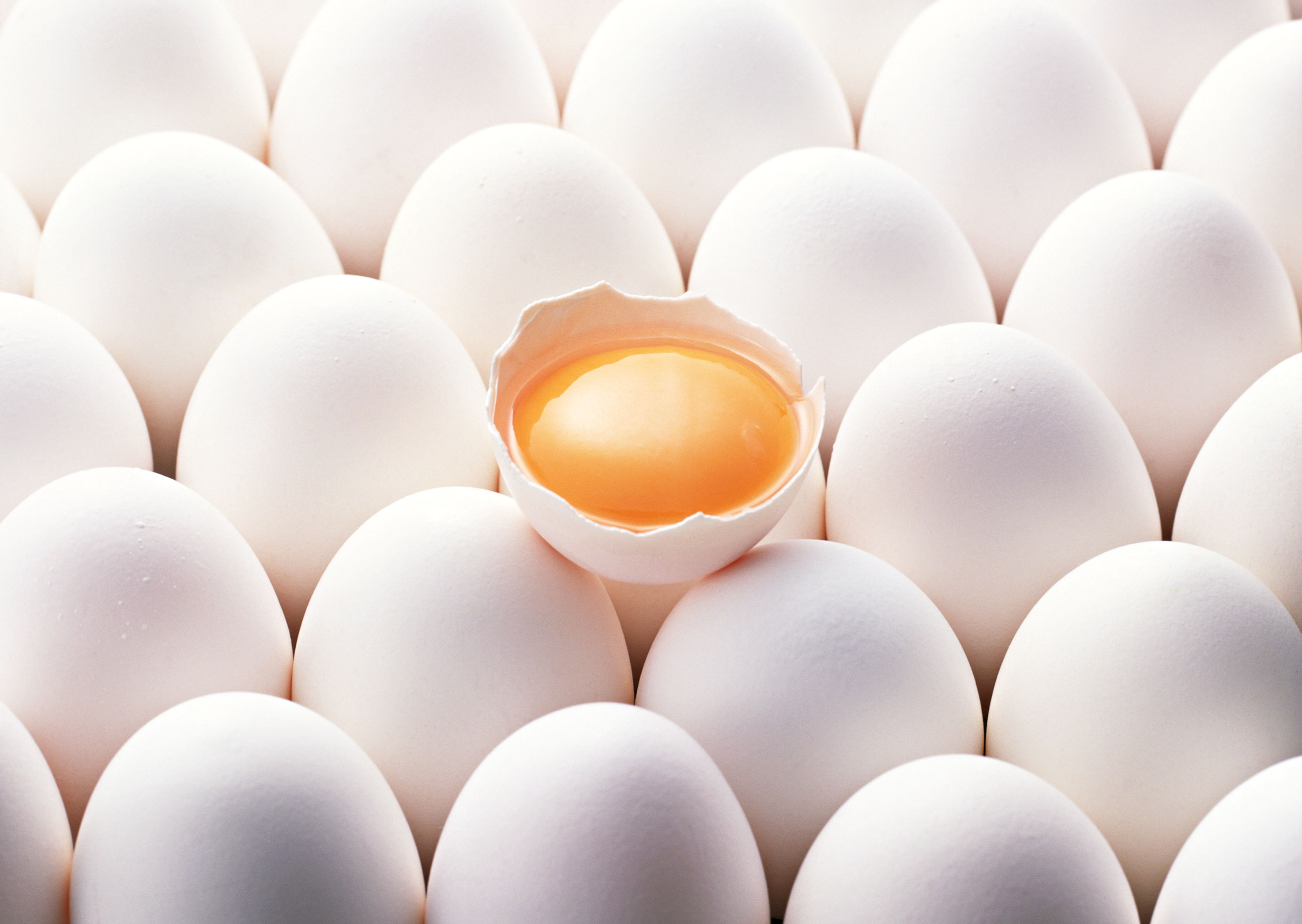 منتجات البيض المجفّفة